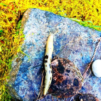Ocean Wilderness Inn - A friend near the lawn! - Hotels Near Me - Shirley, British Columbia