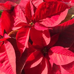 Mountain Feed & Nursery - Poinsettias!