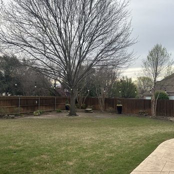 A Matt Tree Service - Before - Tree Services Near Me - Fort Worth, Texas A Matt Tree Service - Before - Tree Services Near Me - Fort Worth, Texas