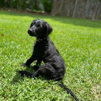 Houston SPCA - Animal Shelters Near Me - Houston, Texas