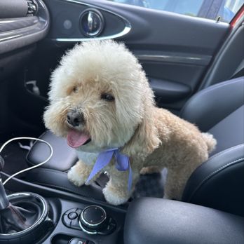 Dream Pet Grooming - Pet Groomers Near Me - Irvine, California Dream Pet Grooming - Pet Groomers Near Me - Irvine, California