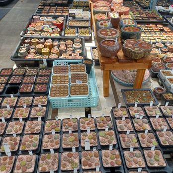 Shiyi Succulent Garden - Lithops - Nurseries & Gardening Near Me - Chino, California