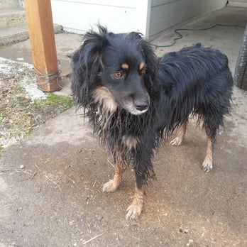 Ponderosa Pet Resort - Her hair is wet here, but to give an idea of before... - Pet Training Near Me - Royse City, Texas