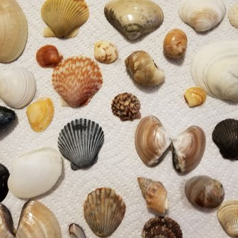 Silver Strand State Beach Back Bay - All different sea shells - RV Parks Near Me - Coronado, California Silver Strand State Beach Back Bay - All different sea shells - RV Parks Near Me - Coronado, California