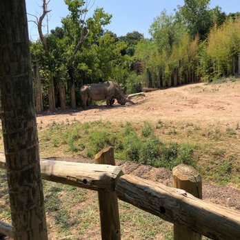 Cameron Park Zoo - Rino - Zoos Near Me - Waco, Texas Cameron Park Zoo - Rino - Zoos Near Me - Waco, Texas