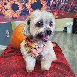 My doggie Fionna after she was all beautified! Love the cut and she smelled so good! My doggie Fionna after she was all beautified! Love the cut and she smelled so good!