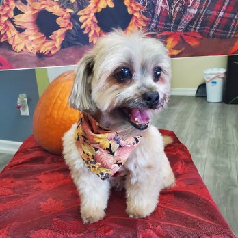 Modern Pooch - My doggie Fionna after she was all beautified! Love the cut and she smelled so good! - Pet Groomers Near Me - South El Monte, California Modern Pooch - My doggie Fionna after she was all beautified! Love the cut and she smelled so good! - Pet Groomers Near Me - South El Monte, California