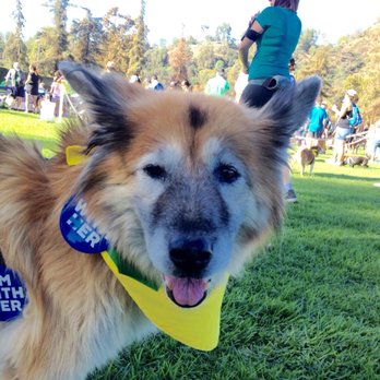 Wiggle Waggle Walk - Community Service/Non-Profit Near Me - Pasadena, California Wiggle Waggle Walk - Community Service/Non-Profit Near Me - Pasadena, California
