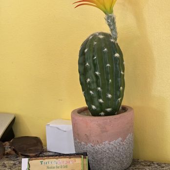 Tacos Rojas - Cave Spring - A small cactus next to their business cards display stand. - New Mexican Cuisine Near Me - Cave Spring, Virginia
