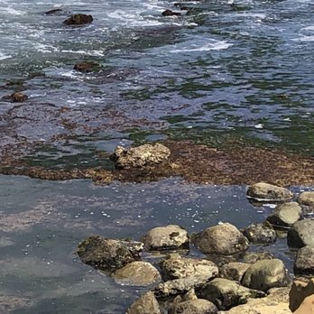 Point Loma Tide Pools - Beaches Near Me - San Diego, California
