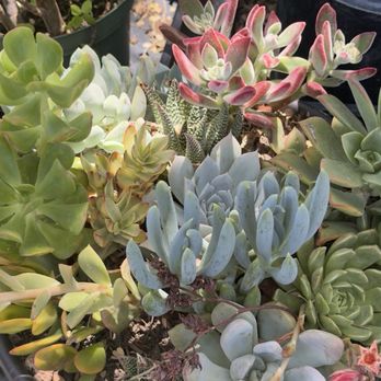 Bach's Cactus Nursery - Nurseries & Gardening Near Me - Tucson, Arizona