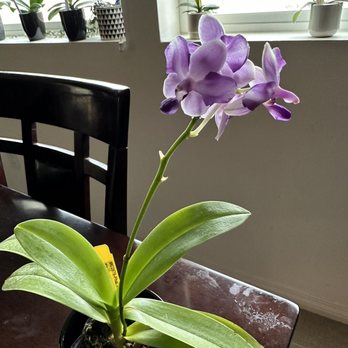 Norman's Orchid Nursery - Nurseries & Gardening Near Me - Montclair, California