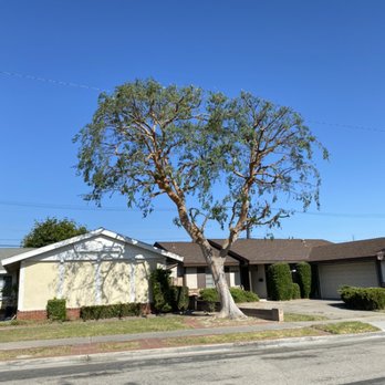 CA&A Tree Care - Chinese tree after trimming - Tree Services Near Me