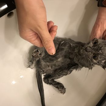 Luxury Kittens Scottish Fold - That's the day I got him, he was always scratching, so i washed him and he was infested with fleas. - Pet Stores Near Me - Brooklyn, New York
