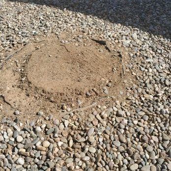 Blossom Trees - They even cleaned up the saw dust! - Tree Services Near Me