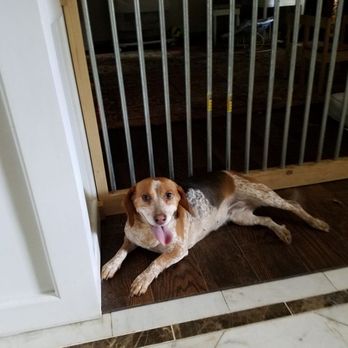Fuuriends Forever - Pet Sitting Near Me