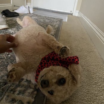 The Paw Spa LB - Happy girl - Pet Groomers Near Me - Long Beach, California