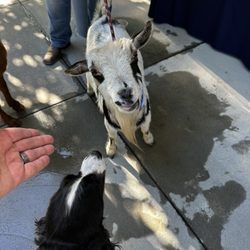 UC Davis School of Veterinary Medicine - Now it's a party.