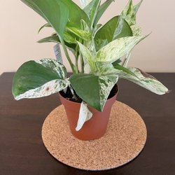 Cultivate Urban Rainforest & Gallery - Marble queen pothos. I've been looking for one!