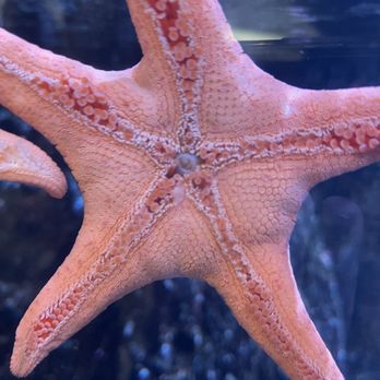 Alaska Sealife Center - Star fish - Tours Near Me - Seward, Alaska
