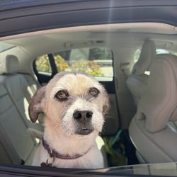 Arroyo Grande Care Center - Fred the wannabe therapy dog.