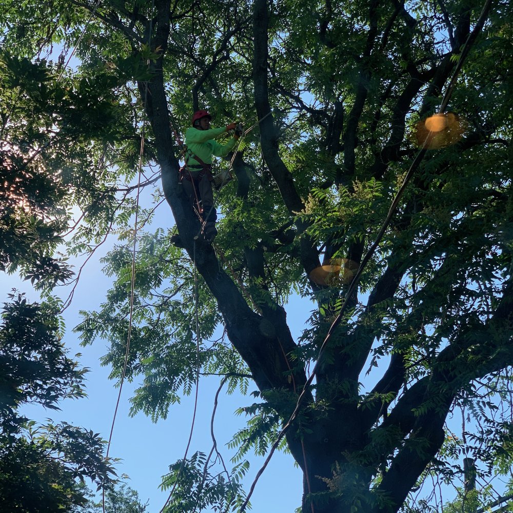 Arbor Green Tree Service - Tree Services Near Me - North Chicago, Illinois
