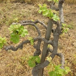 Joseph Filippi Winery - About 1-meter-tall, head-trained, dry-farmed, old-vine Zinfandel