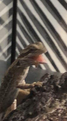 Major League Pizzeria by null