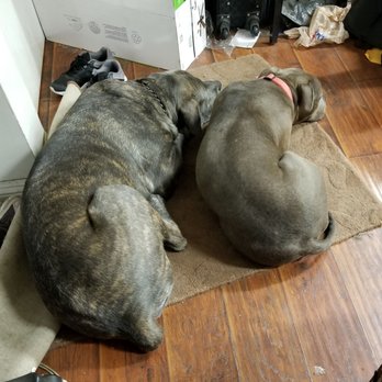K9 Intuition Dog Training - LOOK!! NO BLOOD OR FIGHTING!! Thank you so much Stefano. - Pet Training Near Me - Acton, California K9 Intuition Dog Training - LOOK!! NO BLOOD OR FIGHTING!! Thank you so much Stefano. - Pet Training Near Me - Acton, California