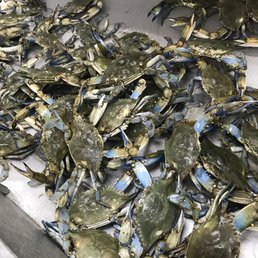 a bunch of blue crabs