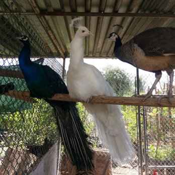 Padilla Nursery - Check out the white peacock @ Padilla's Nursery. - Nurseries & Gardening Near Me - Riverside, California Padilla Nursery - Check out the white peacock @ Padilla's Nursery. - Nurseries & Gardening Near Me - Riverside, California
