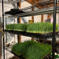 Dirty Dog Organics Farm - Wheatgrass