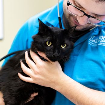 Loftin Veterinary Hospital - Dr. Michel with Needles, his cat. - Veterinarians Near Me - Youngsville, Louisiana Loftin Veterinary Hospital - Dr. Michel with Needles, his cat. - Veterinarians Near Me - Youngsville, Louisiana