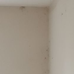Lord Fletcher Apartments - Spider webs