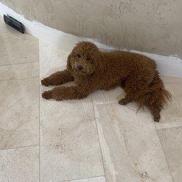 Petco's "grooming"