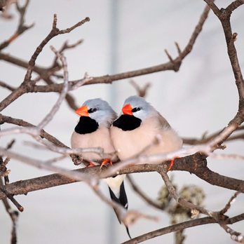 National Aviary - Shaft-Tailed Finch. - Zoos Near Me - Pittsburgh, Pennsylvania National Aviary - Shaft-Tailed Finch. - Zoos Near Me - Pittsburgh, Pennsylvania