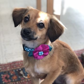 Crate-Escape - Pet Groomers Near Me - Cambridge, Massachusetts