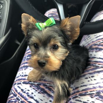 Paws N Claws Grooming - Pet Groomers Near Me - Smithfield, North Carolina