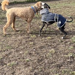 Gettysburg Dog Park