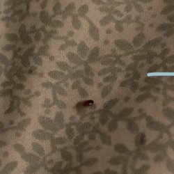 Sterling Villas Apartments - Bedbug