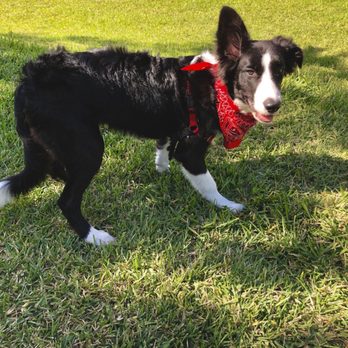 The Border Collie Lady - Pet Breeders Near Me - Friendswood, Texas The Border Collie Lady - Pet Breeders Near Me - Friendswood, Texas