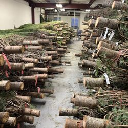 Great Lakes Christmas Tree Farms