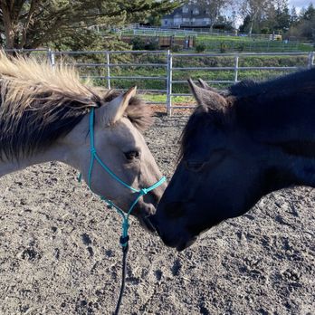 Morning Sun Ranch - My baby and Genae's boy meeting - Horseback Riding Near Me - Watsonville, California Morning Sun Ranch - My baby and Genae's boy meeting - Horseback Riding Near Me - Watsonville, California