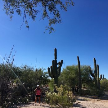 Sabino Canyon - They are all over the canyon, reminding us how small we are! - Parks Near Me - Tucson, Arizona Sabino Canyon - They are all over the canyon, reminding us how small we are! - Parks Near Me - Tucson, Arizona