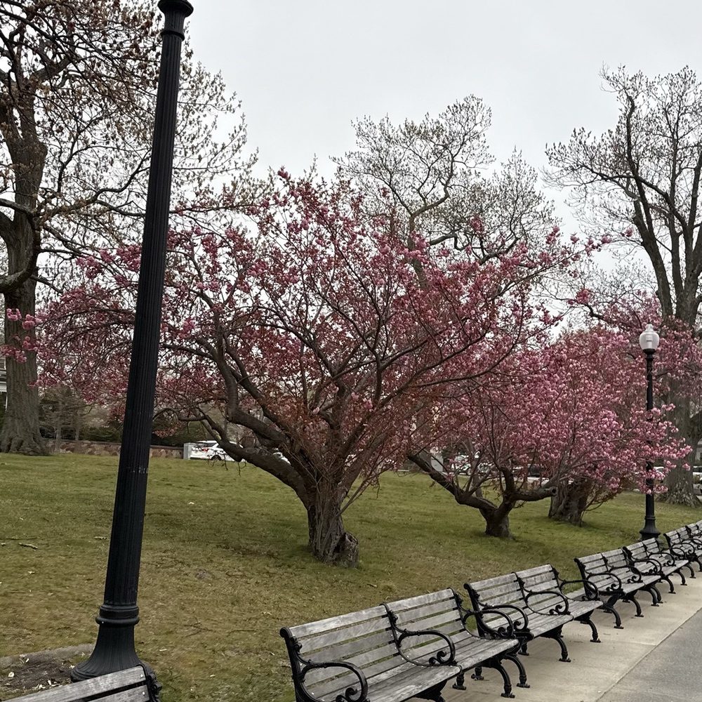 Jamaica Pond - Parks Near Me - Jamaica Plain, Massachusetts Jamaica Pond - Parks Near Me - Jamaica Plain, Massachusetts
