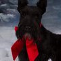 Photo of Diamonds & Pearls Grooming and Boarding