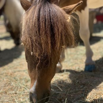Santa Barbara Beach Horseback Rides - Luigi :) - Tours Near Me