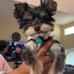 Milo 1st haircut