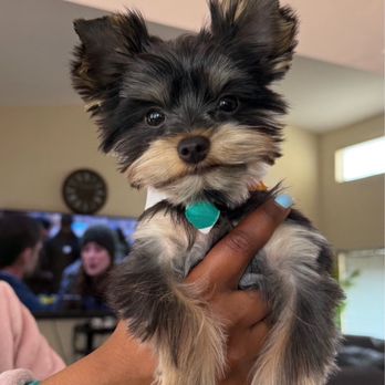 Classy Canine's Wiggle Rumps - Milo 1st haircut - Pet Groomers Near Me - Castrovalley, California