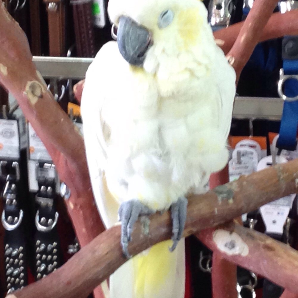 Feed Barn - Friendly parrot - Pet Services Near Me - Capistrano Beach, California